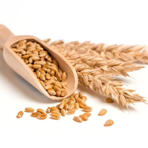 Barley Grains
